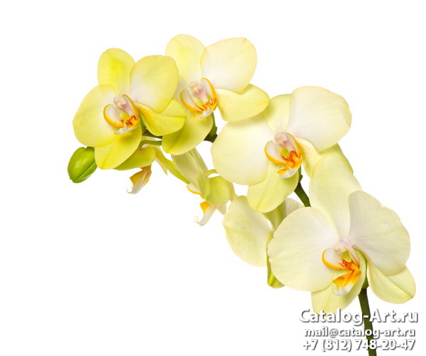Yellow orchids 23